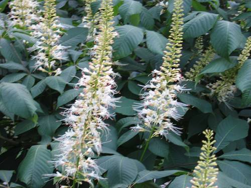 bottlebrush buckeye
