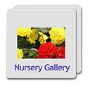 Nursery